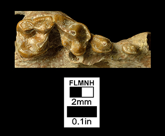 Leptarctus ancipidens