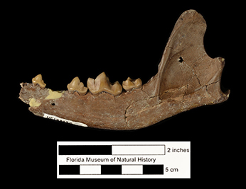 Metatomarctus canavus