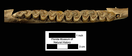 Parahippus leonensis