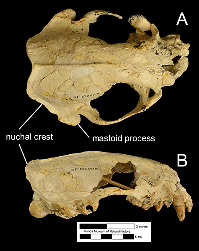 Figure 6. The cranium of Enhydritherium terraenovae (UF 100000) in A) dorsal and B) right lateral views.