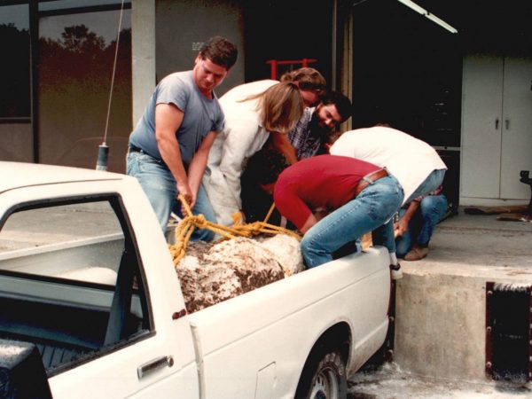 crew members hauling fossil jacket out of a truck bed