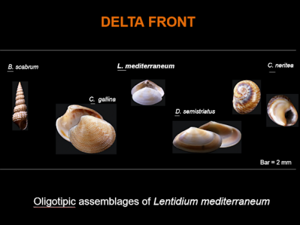 delta front