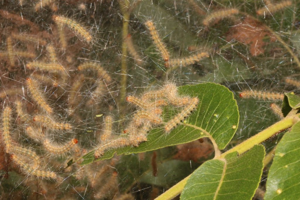 picture of caterpillar