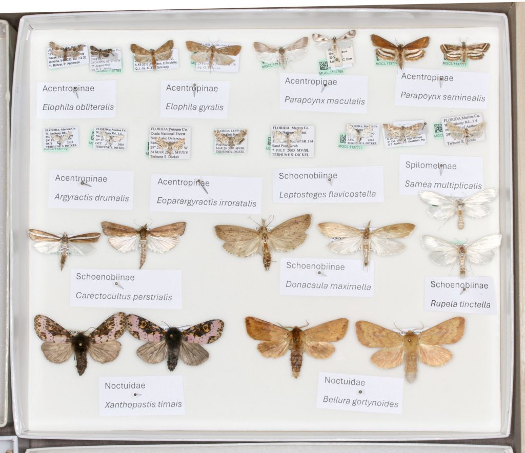 Picture of a box with pinned moths.
