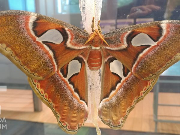 Atlas moth