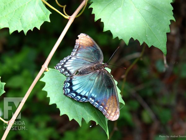 blue and brown wings from top
