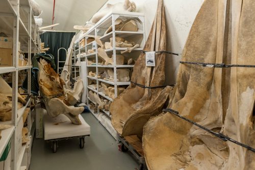 large bones in the Mammal Collection fill shelves.