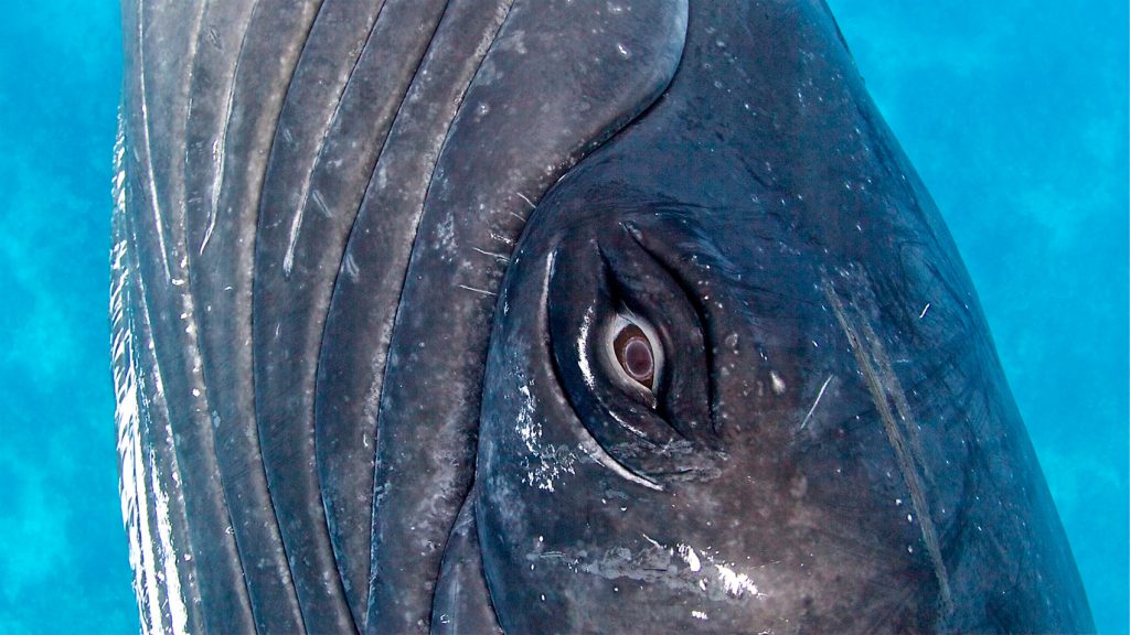 whale's eye looks directly at the camera