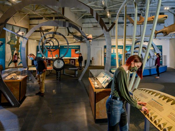 masked visitors reading and looking at displays at the 2020 Megalodon exhibit