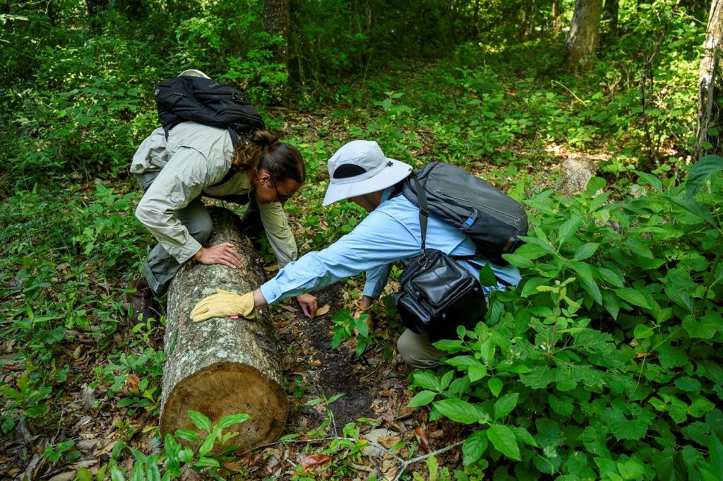 Two people look under a log in the woods