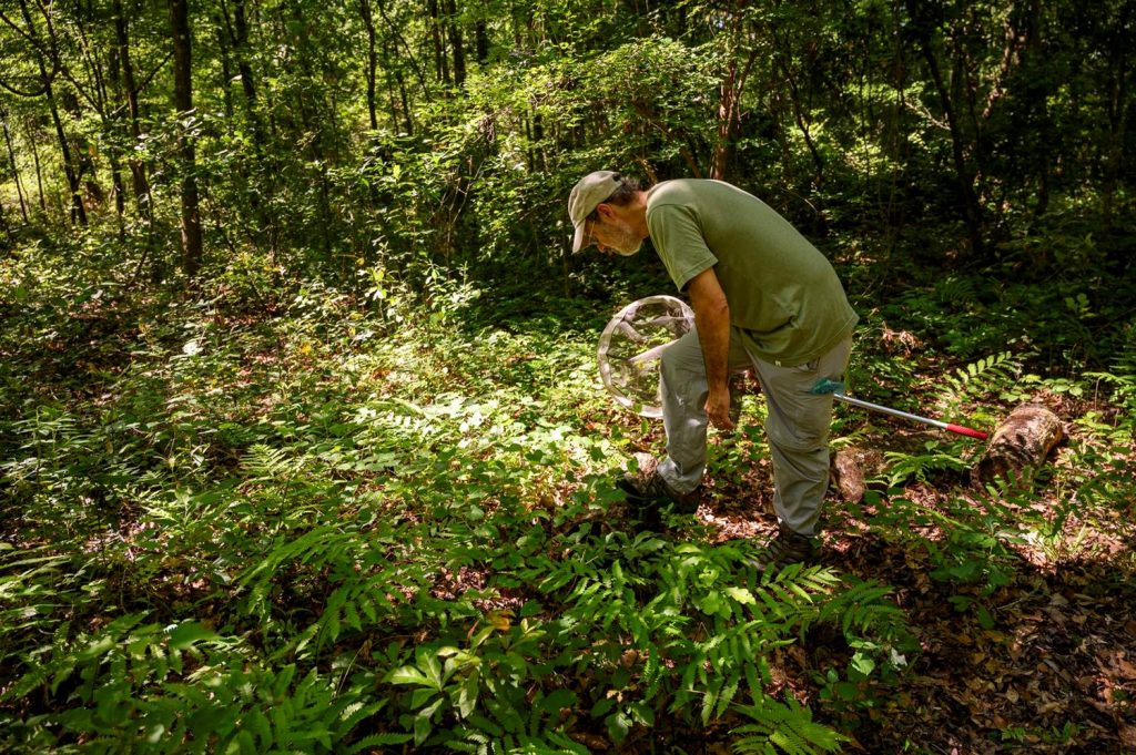 A person in the forest with a butterfly net
