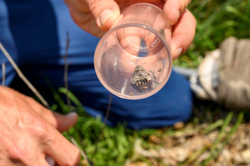 Close up of a person holding a bug in a vial