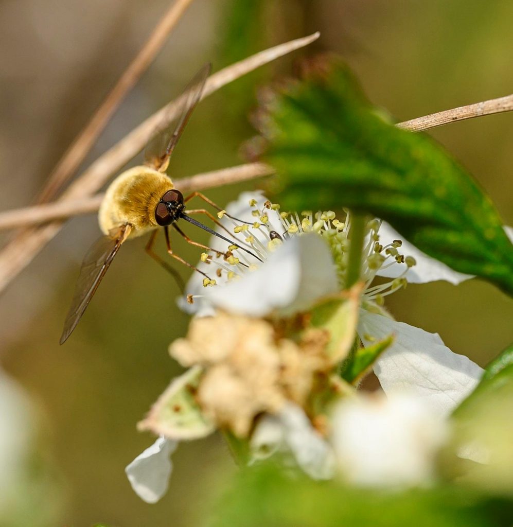 Close up of an insect atop a flower