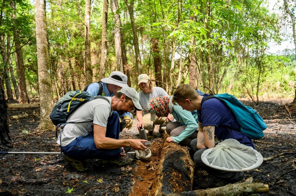 A group of people look under a log outside