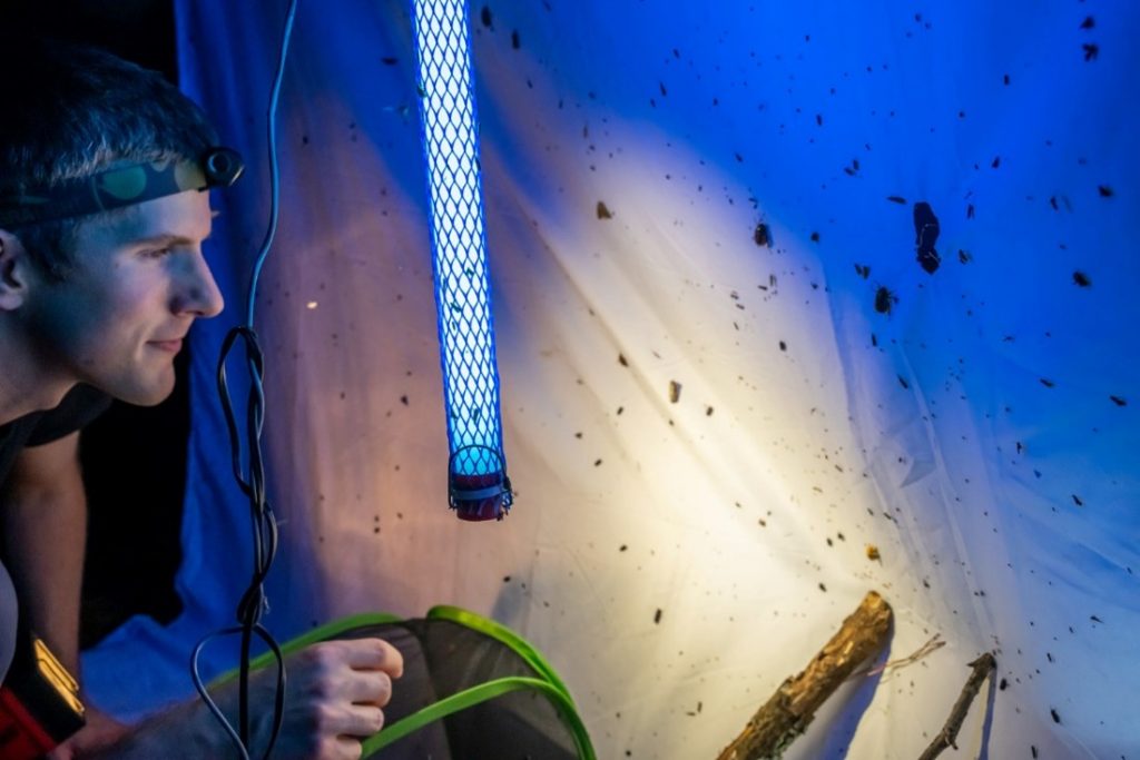 A man looks at insects next to a light