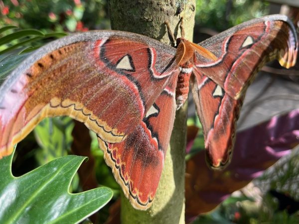 large moth