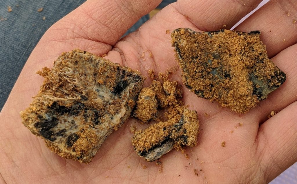 several fossils with dirt and clay still on them sitting in the palm of a hand