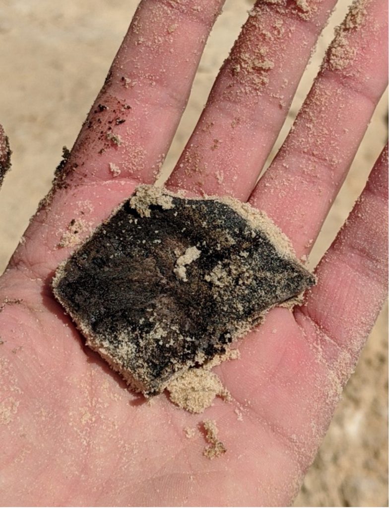 dark fossil with some dirt still on it in the palm of a hand