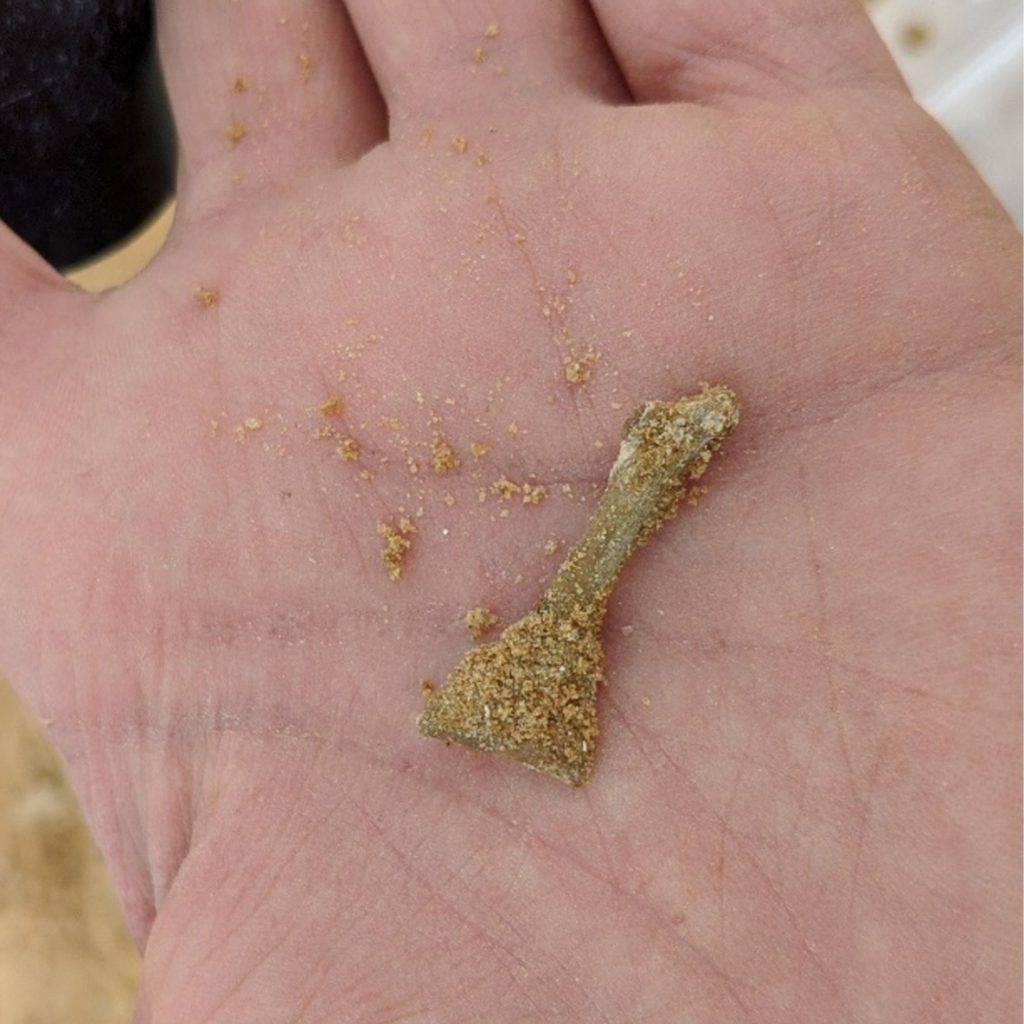 several fossils with dirt and clay still on them sitting in the palm of a hand
