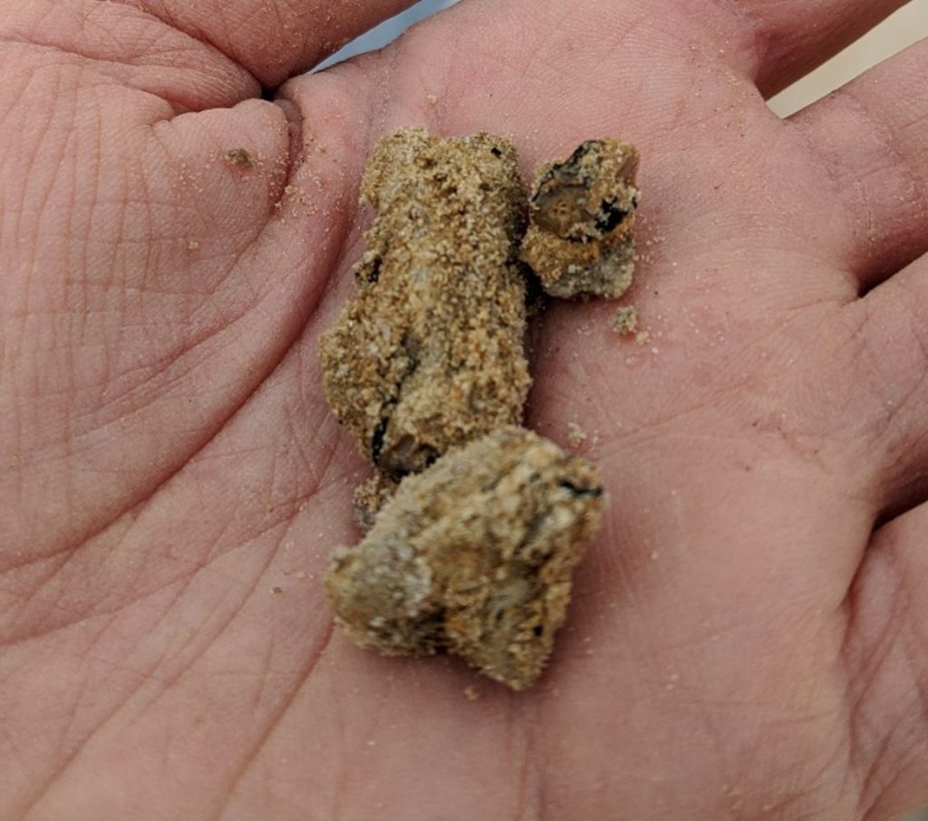 several fossils with dirt and clay still on them sitting in the palm of a hand