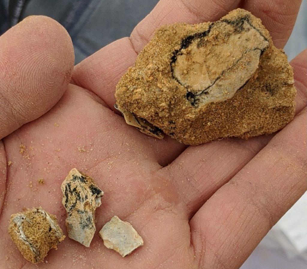 several fossils with dirt and clay still on them sitting in the palm of a hand