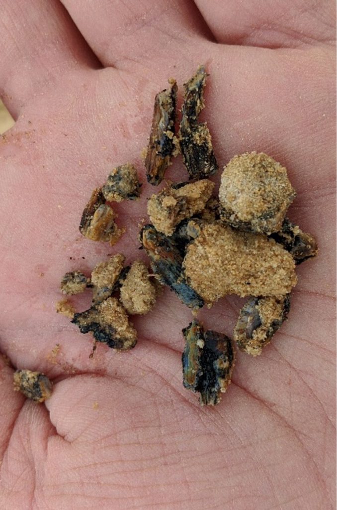 several fossils with dirt and clay still on them sitting in the palm of a hand