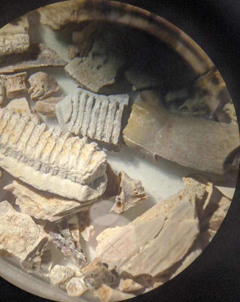 close up of sediment