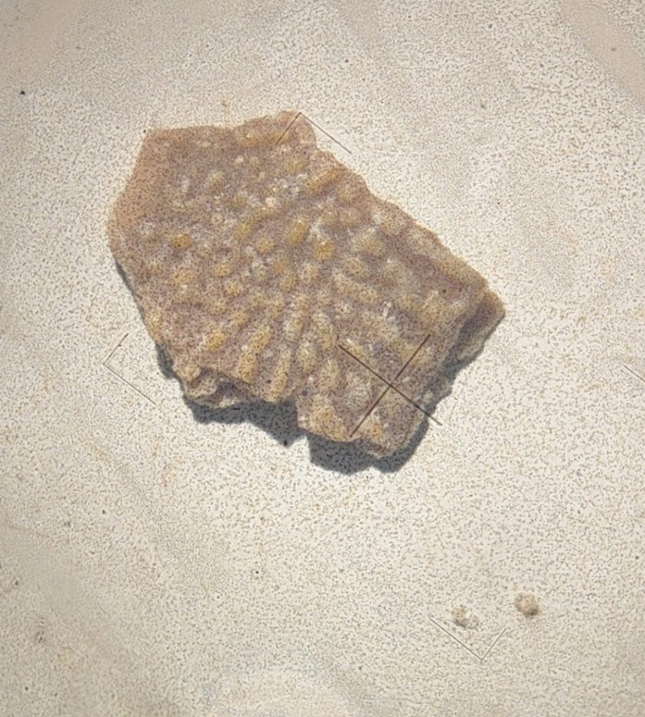 fossil