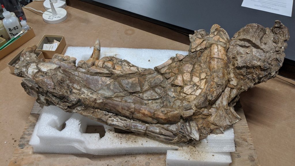 large fossil still being cleaned