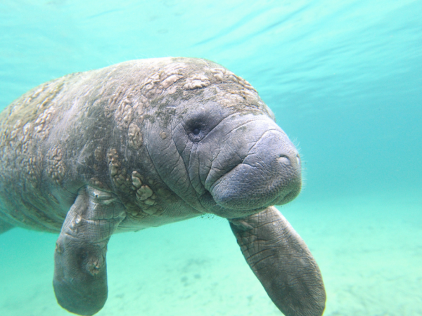 manatee